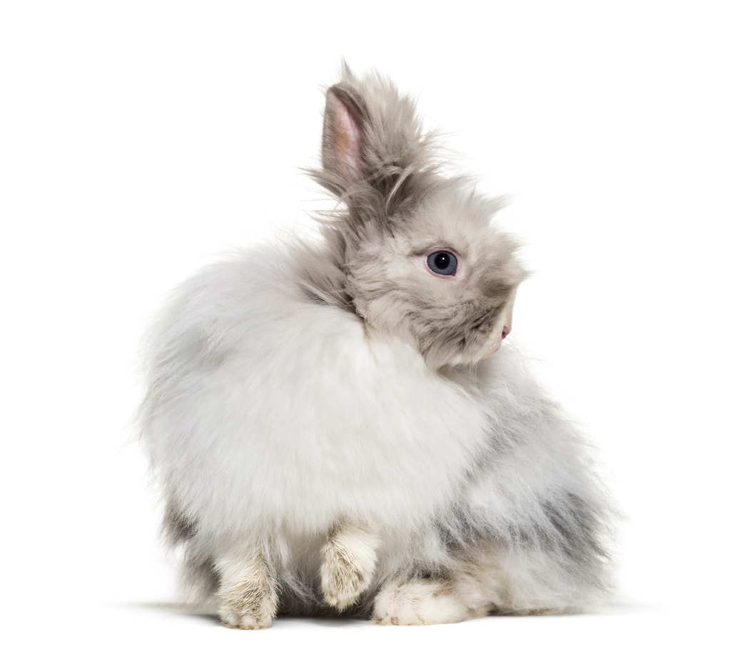 The 27 Best Kinds of Rabbits for Allergies Rabbit Informer