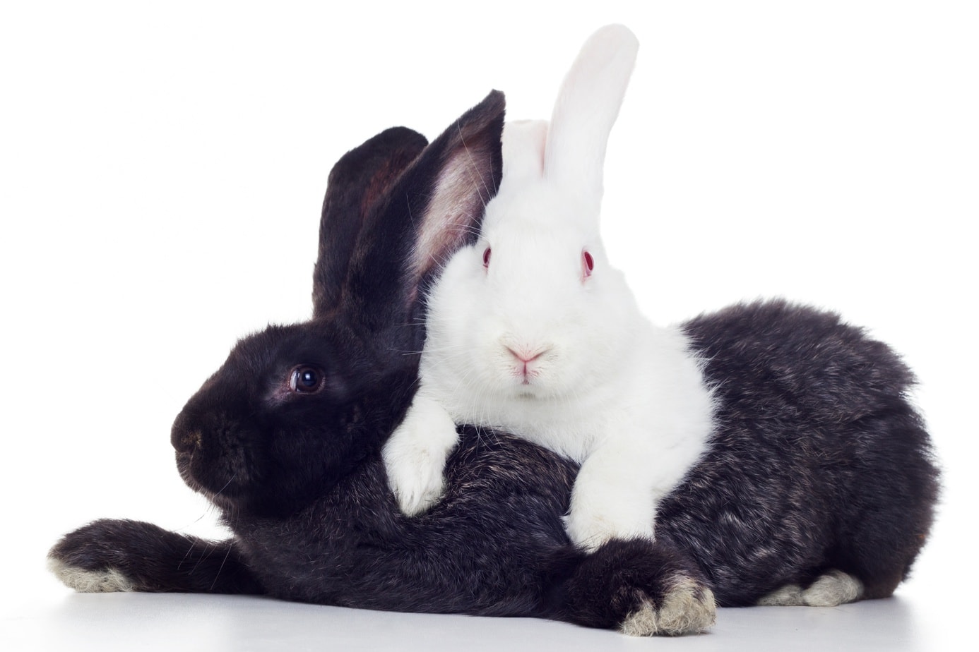 Male or Female Pet Rabbit? Why Your Choice Matters Rabbit Informer
