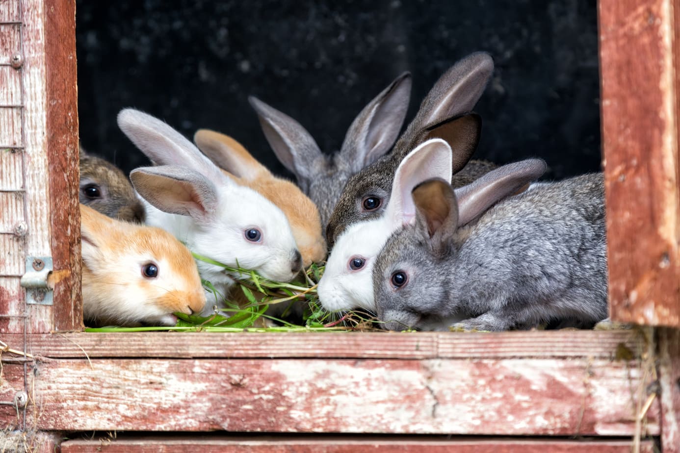 Checklist What to Do if Your Rabbit Eats a Poisonous Plant Rabbit