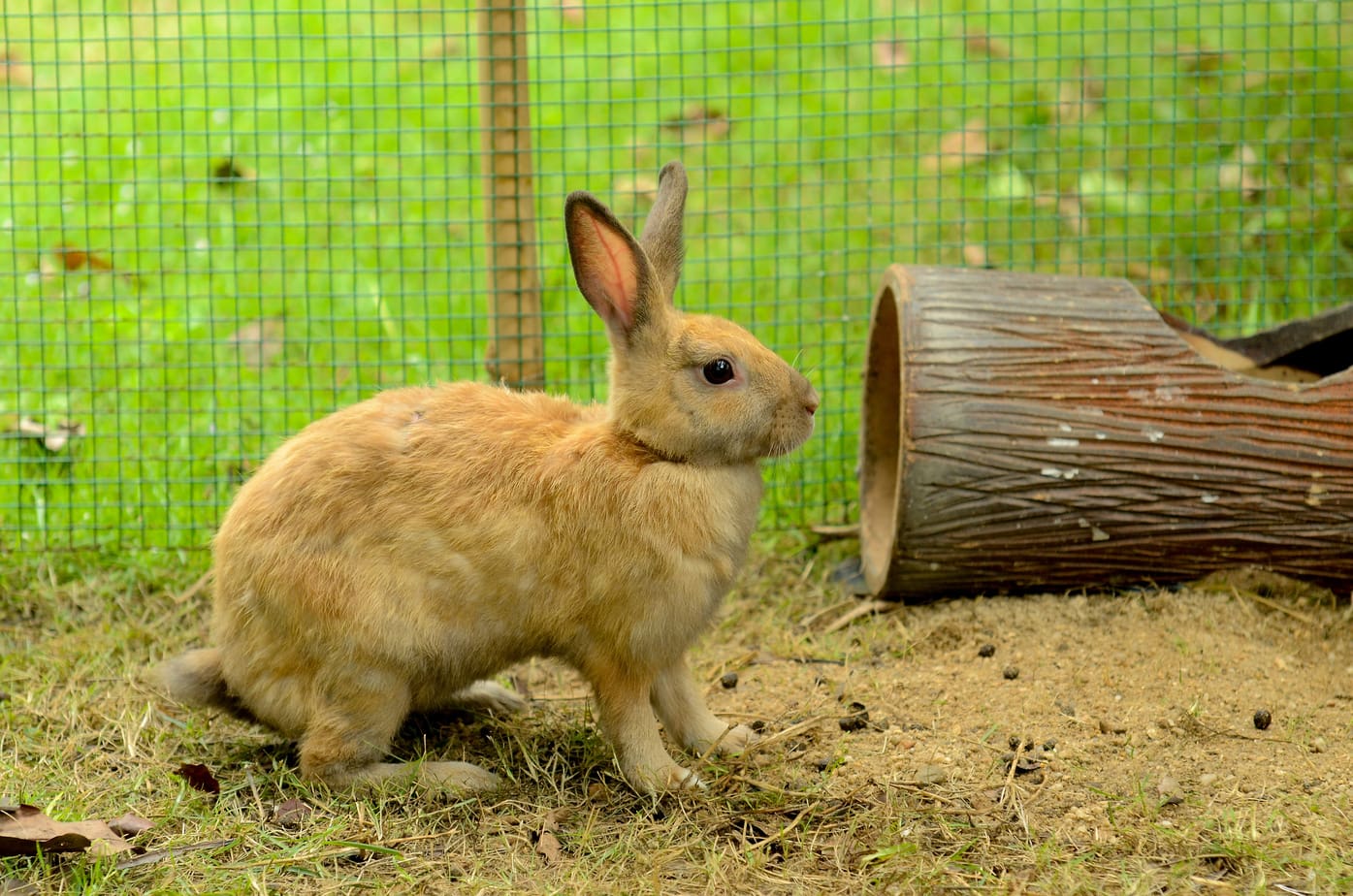 How Many Rabbits in One Cage? (Hint It Depends) Rabbit Informer