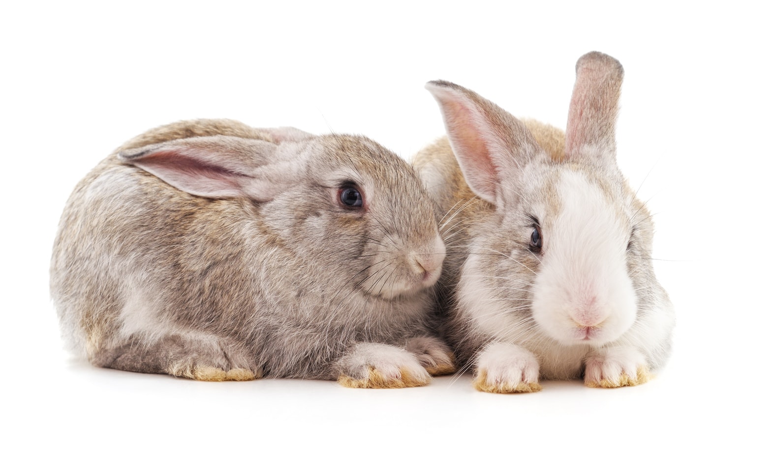 Five Reasons Pet Rabbits Fight and How to Stop Them Rabbit Informer