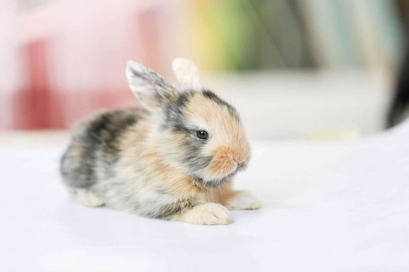 Can You Vacuum Rabbit Poop? What You Must Know Rabbit Informer
