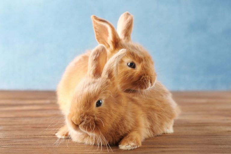 Do Rabbits Know and Recognize Their Siblings? Rabbit Informer