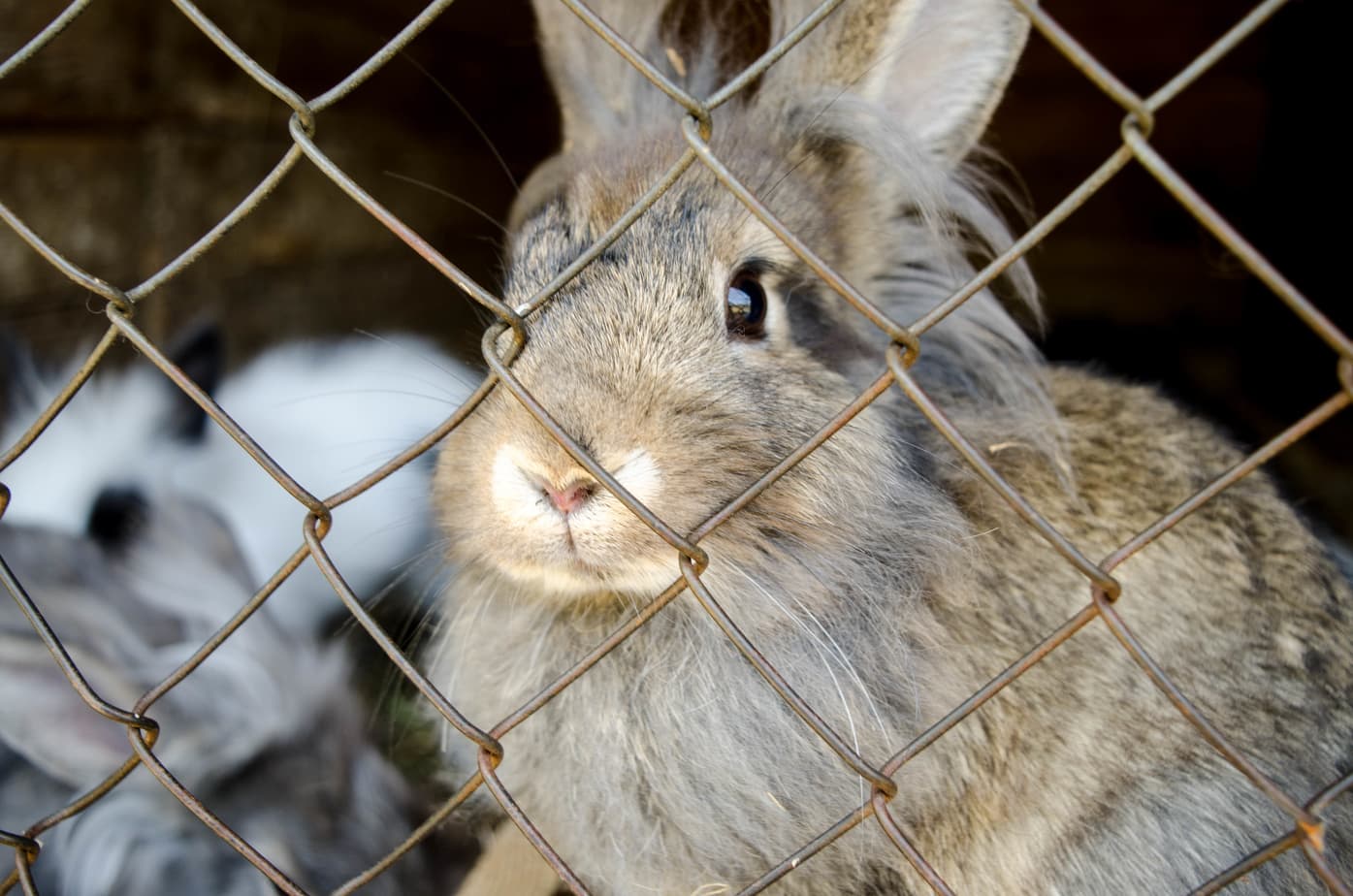Can a Rabbit Live In a Garage? (Hint It Depends) Rabbit Informer