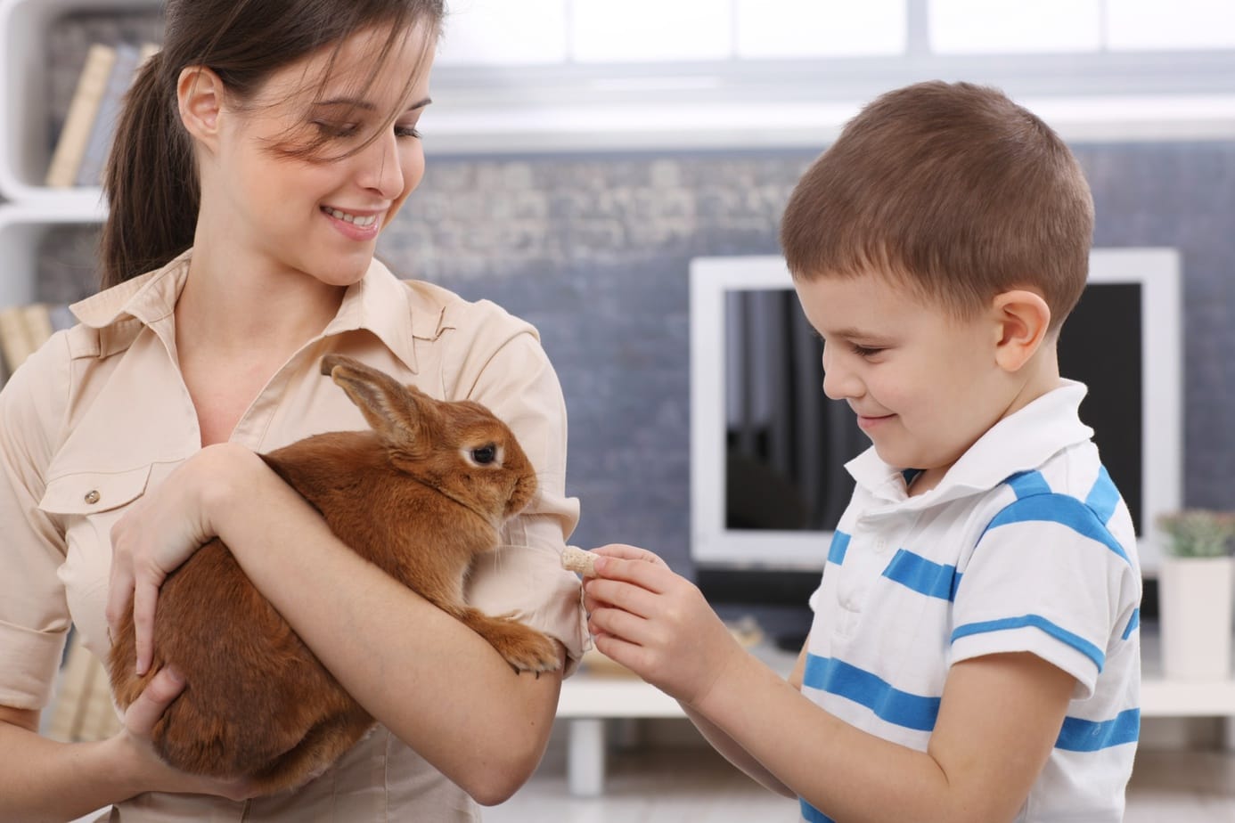 Can You Carry Your Rabbit Like a Baby? Rabbit Informer