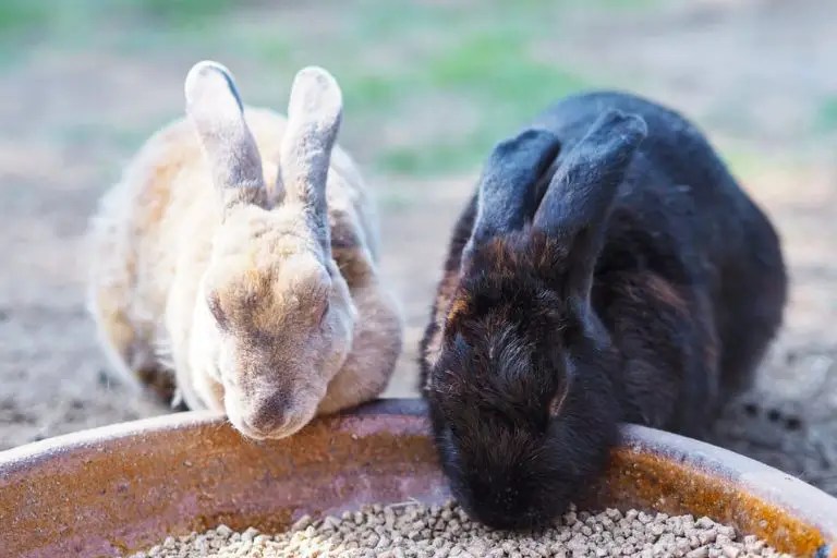 7 Reasons MiniRex Rabbits Make Great Pets Rabbit Informer