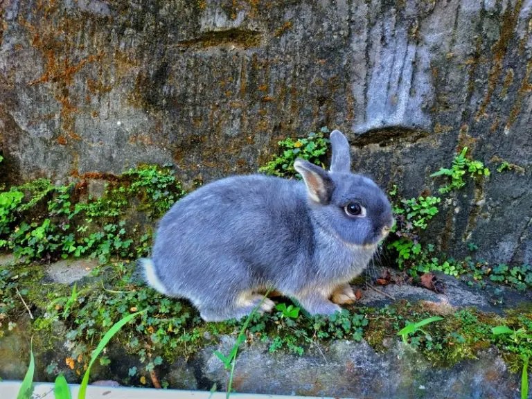 Smallest Rabbit Breeds That Stay Small! Rabbit Insider