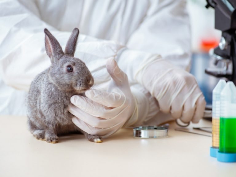 How Much Does It Cost to Neuter a Rabbit?