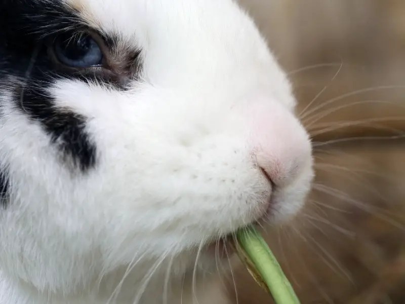 Why Does My Rabbit Bite Me? Rabbit Guide 2024 Rabbit Insider