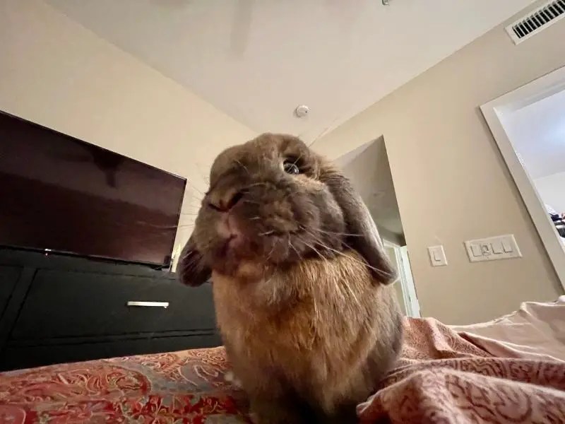 Why Does My Rabbit Stare at Me? Rabbit Guide 2024 Rabbit Insider