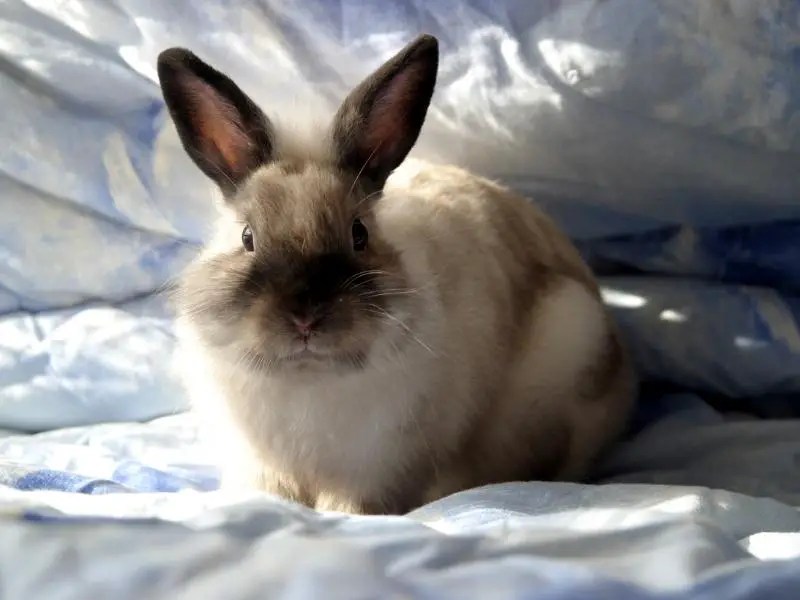 Why Does Rabbit Pee Smell So Bad? Rabbit Insider