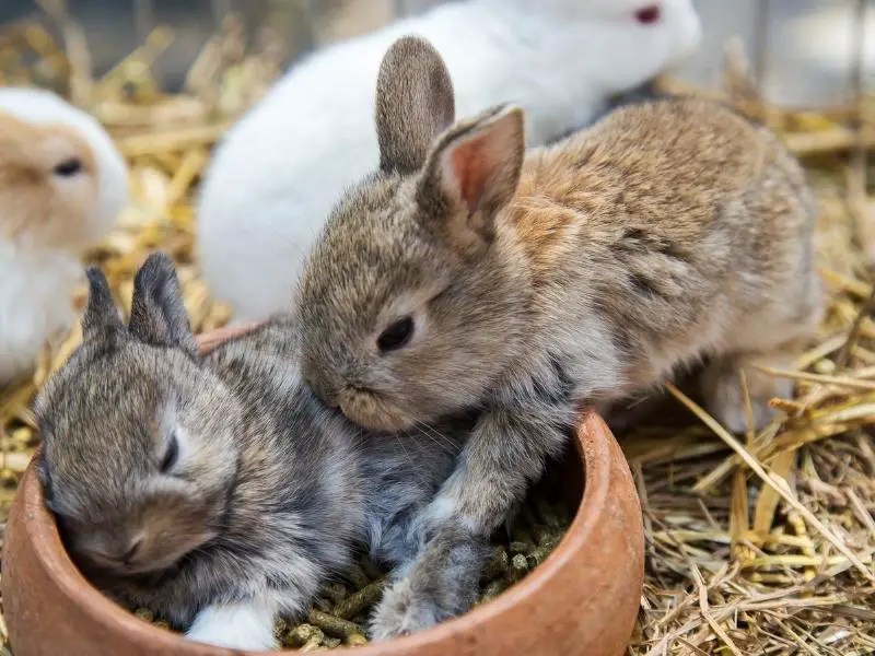 How Do Rabbits Sleep? Rabbit Guide 2024 Rabbit Insider