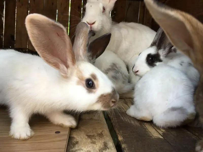 How Do Rabbits Communicate? Rabbit Guide 2024 Rabbit Insider