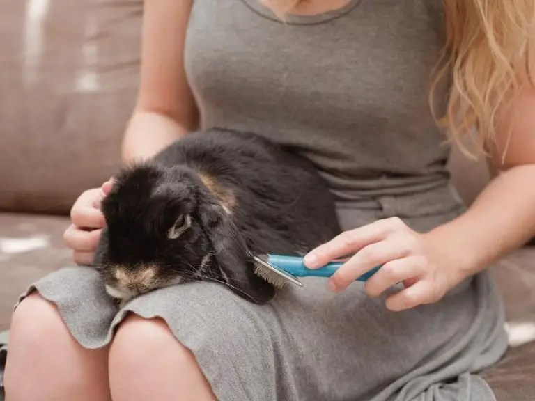 How to Clean a Rabbit Rabbit Guide 2024 Rabbit Insider