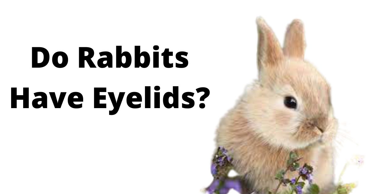Do Rabbits Have Eyelids? Benefits and Eyelid Diseases