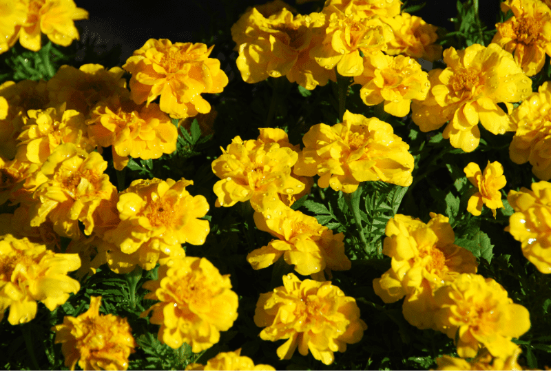 Do Rabbits Eat Marigolds? Risks, Caution and Tips