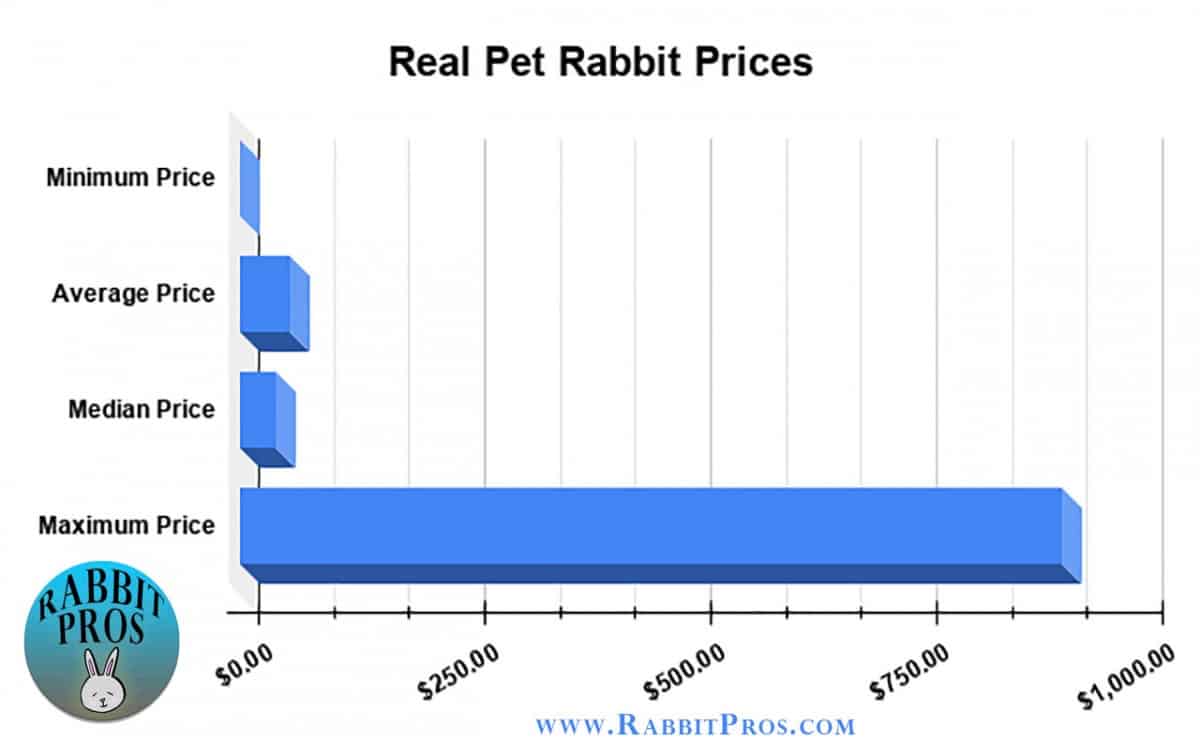How Does A Pet Bunny Rabbit Cost? Survey Data Rabbit Pros