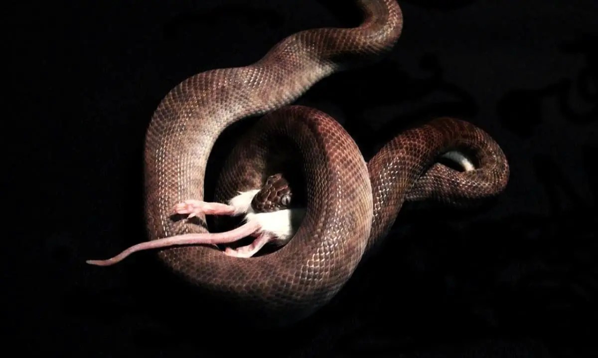 Do Snakes Eat Rabbits? Plus 5 Snake & Rabbit Facts You Don’t Know