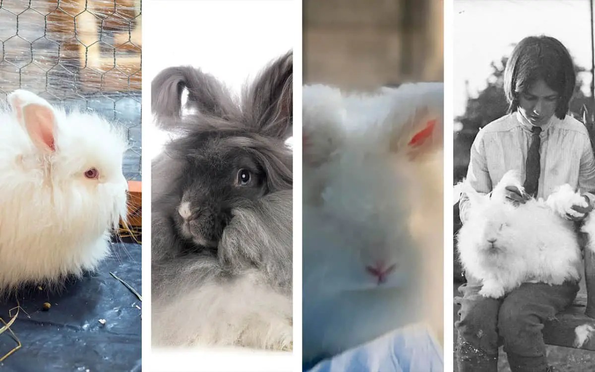 How Big Do Angora Rabbits Get? Angora Rabbit Size Chart