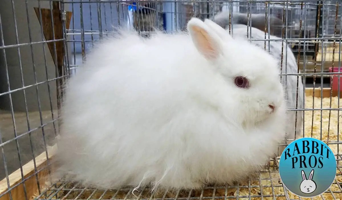 25 White Rabbit Breeds With Pictures & Videos