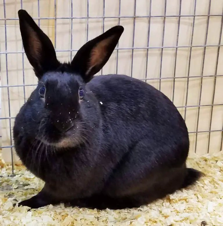 Why Rabbits Stop Using A Litter Box With Videos Rabbit