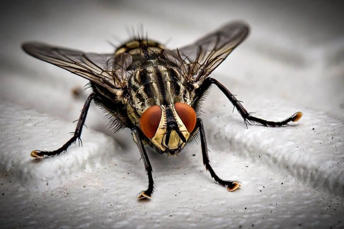 Flies & Rabbit Hutches How To Safely Get Rid Of Flies