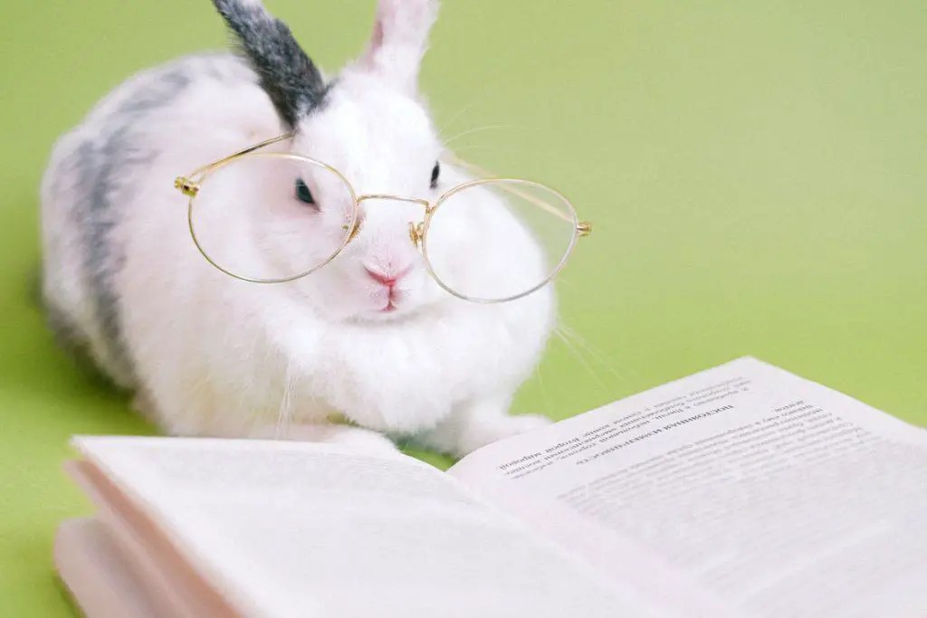 Are Rabbits Smart Or Dumb?