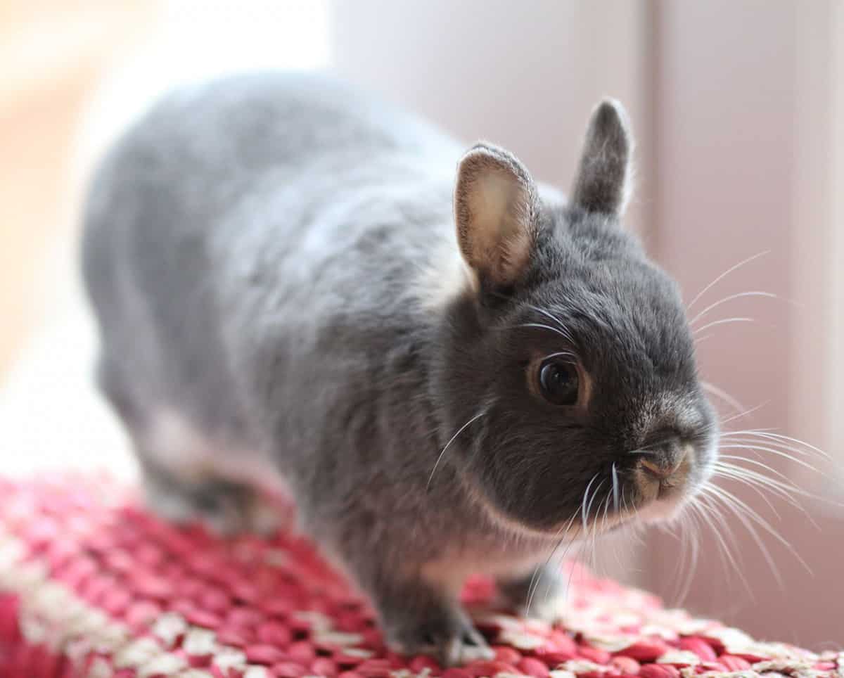 The 9 Smallest Rabbit Breeds Smallest Rabbit Breed In The World.