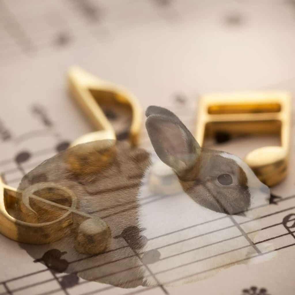 What Do Rabbits Like Music at Marion Ramos blog