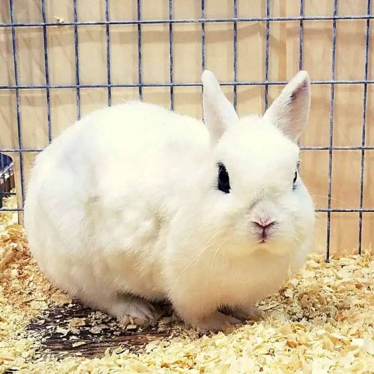 Rabbit Adoption Guide Stepbystep guide, tips, and truths.