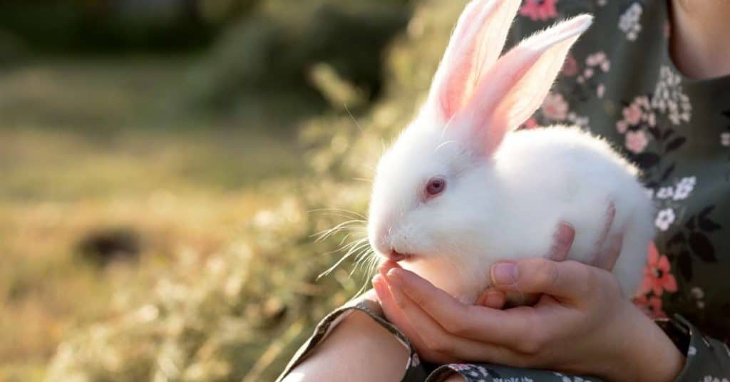 Do Rabbits Recognize Their Owners? 7 signs your bunny knows and likes you.