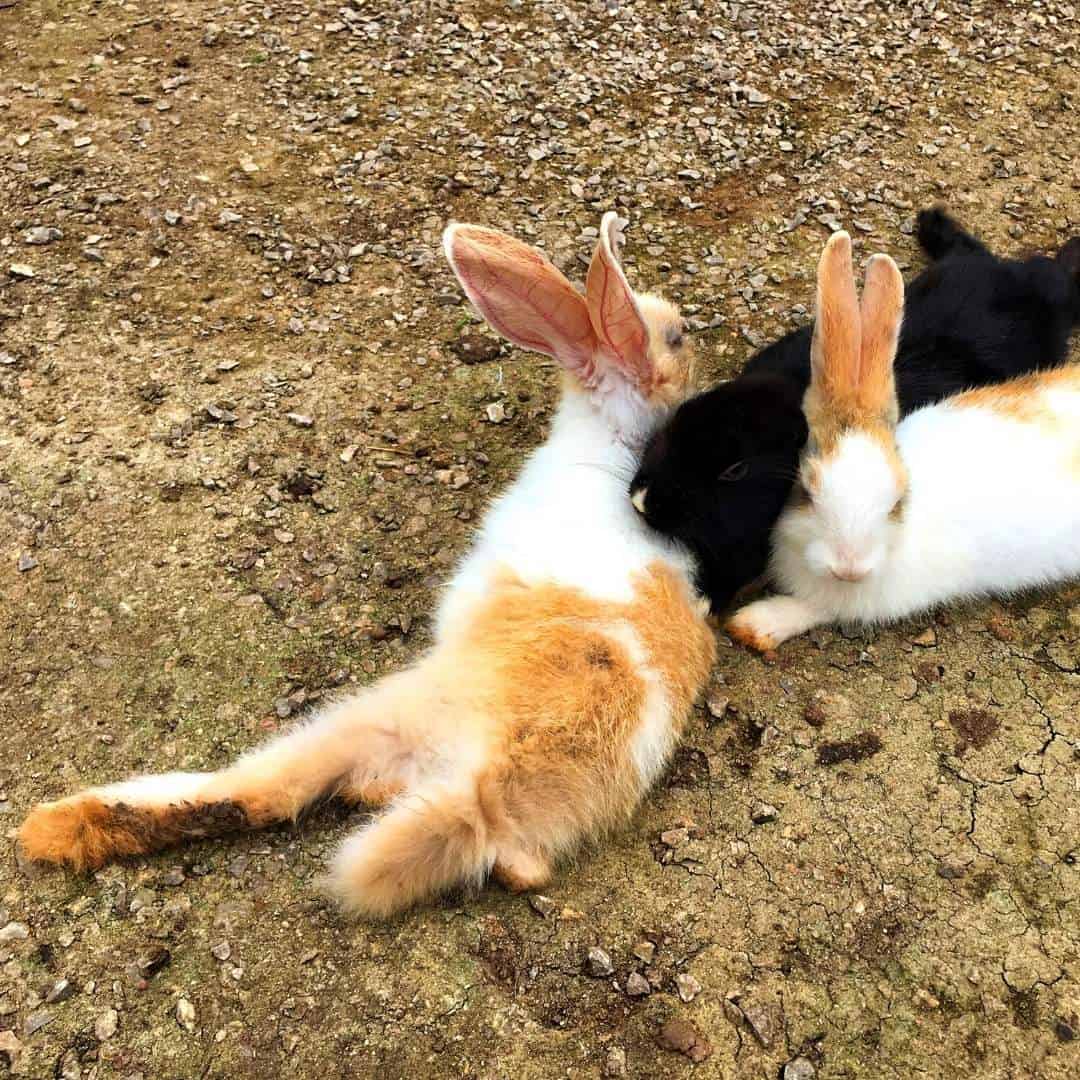 Bunny Tails 14 Questions Answered About A Rabbit's Tail