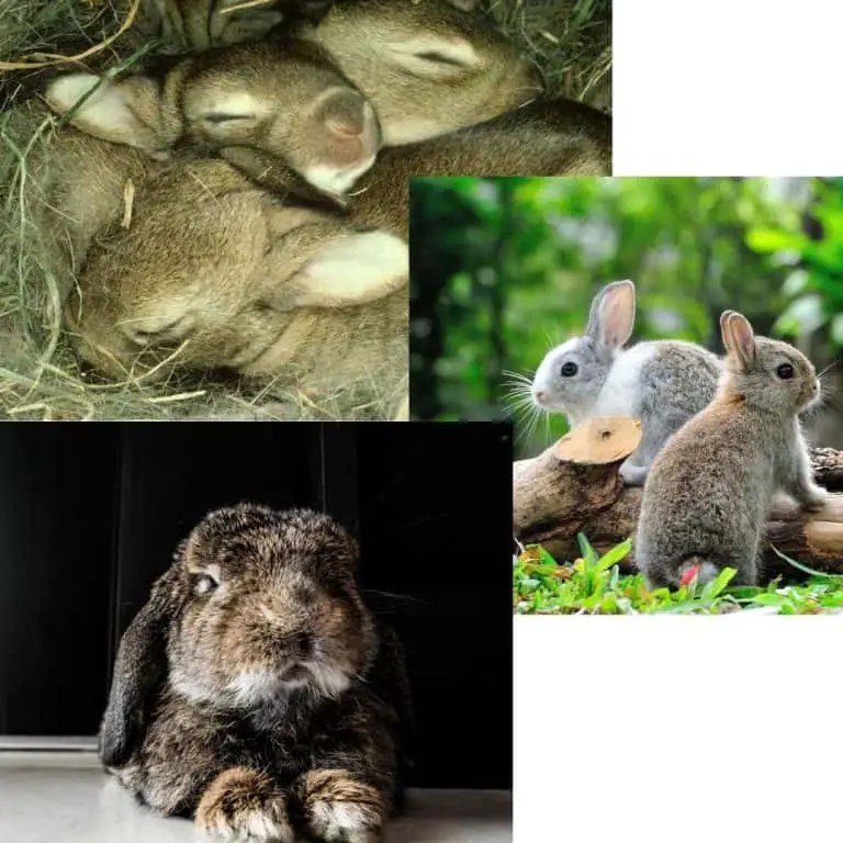 7 Stages In A Rabbits Life Cycle Rabbit changes with age.