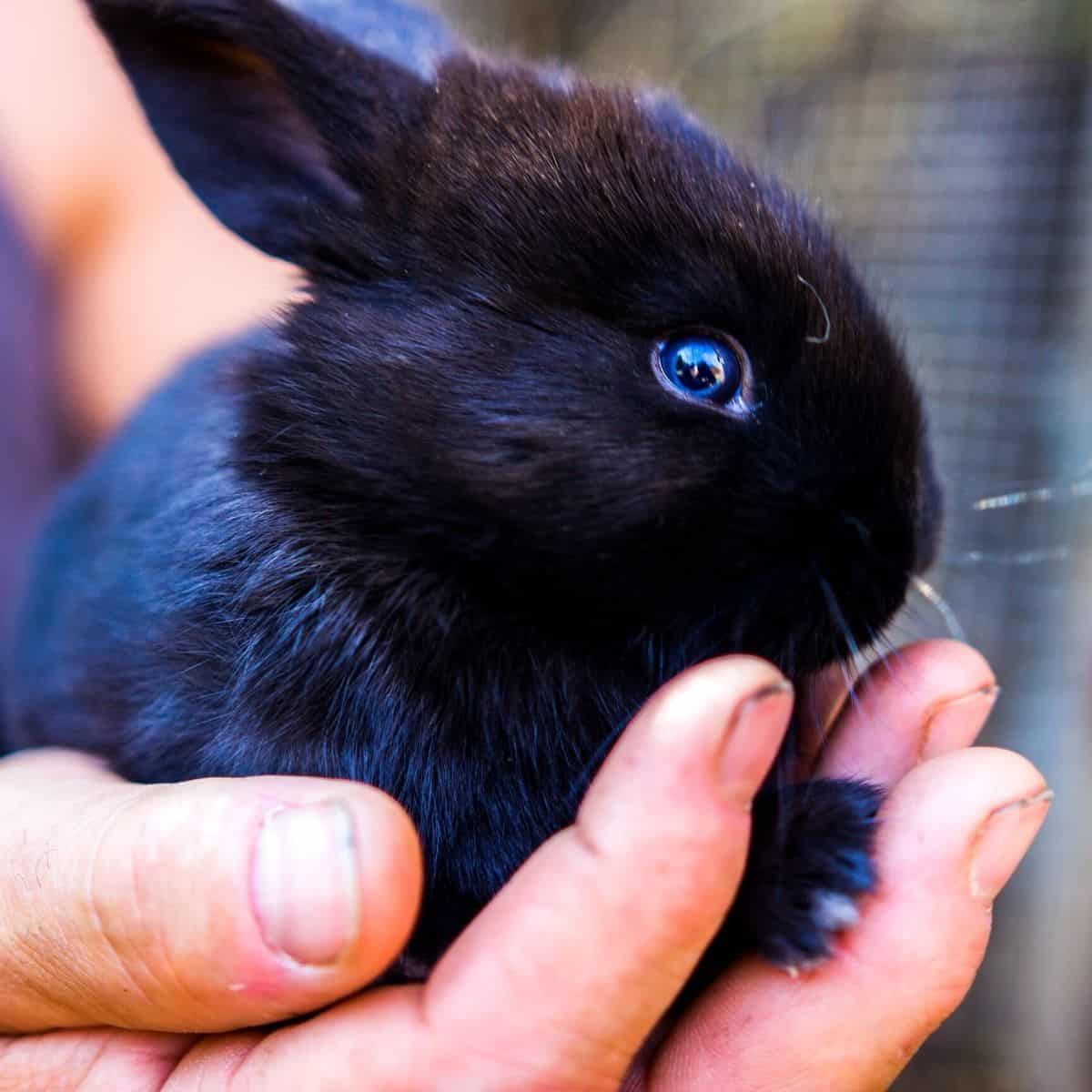 Names For Black Rabbits 436 Black Bunny Names.