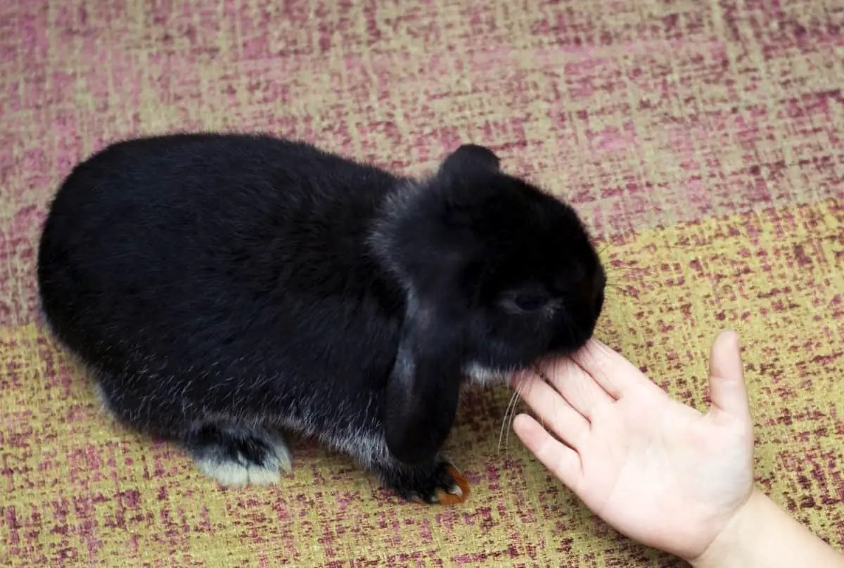 How To Pet A Rabbit 7 Tips For Petting A Bunny