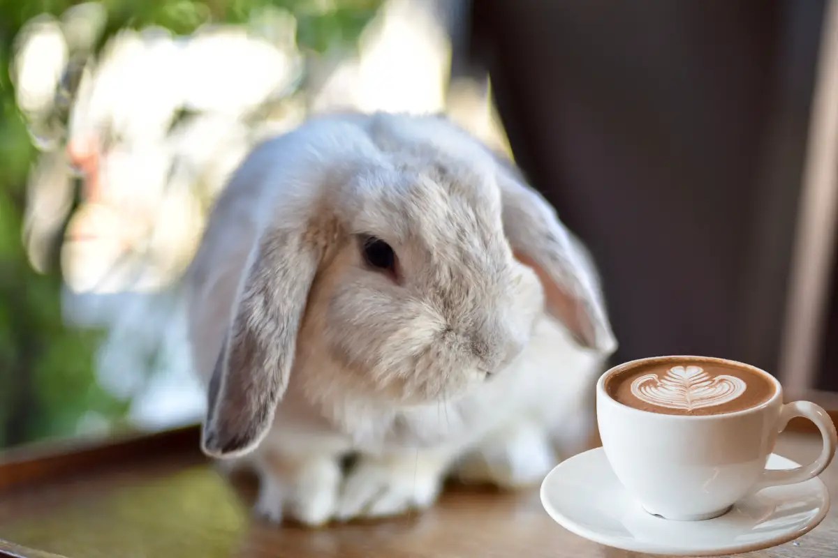 What Is A Rabbit Cafe?