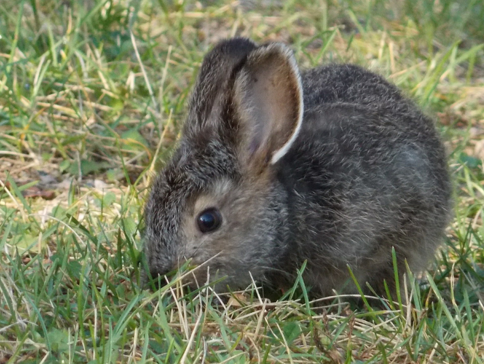 How to Keep Rabbits Out of the Vegetable Garden Tips for Rabbit