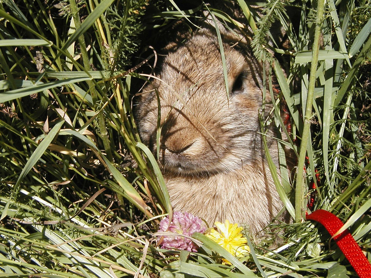 The Best Rabbit Repellent Reviews Prevent Rabbits from Eating Plants