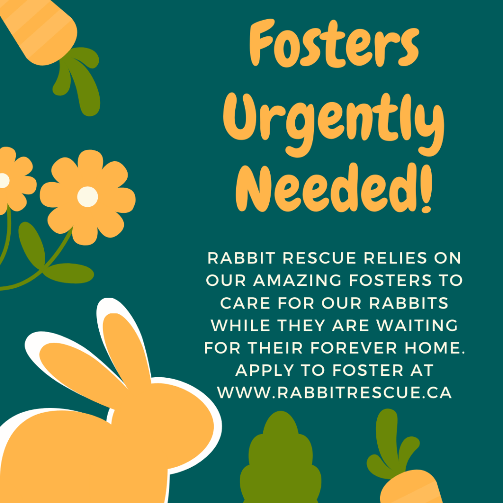 Rabbit Rescue Providing homes for Ontario's rabbits… One bunny at a time!