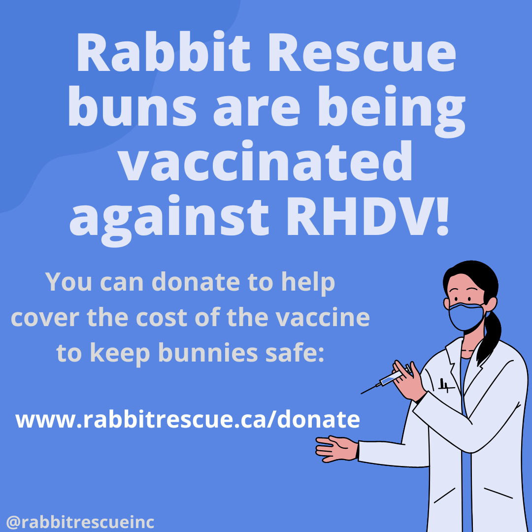Rabbit Rescue Providing homes for Ontario's rabbits… One bunny at a time!