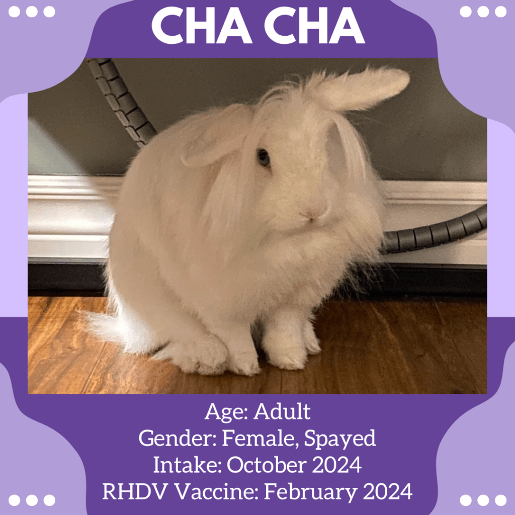 Cha Cha Rabbit Rescue