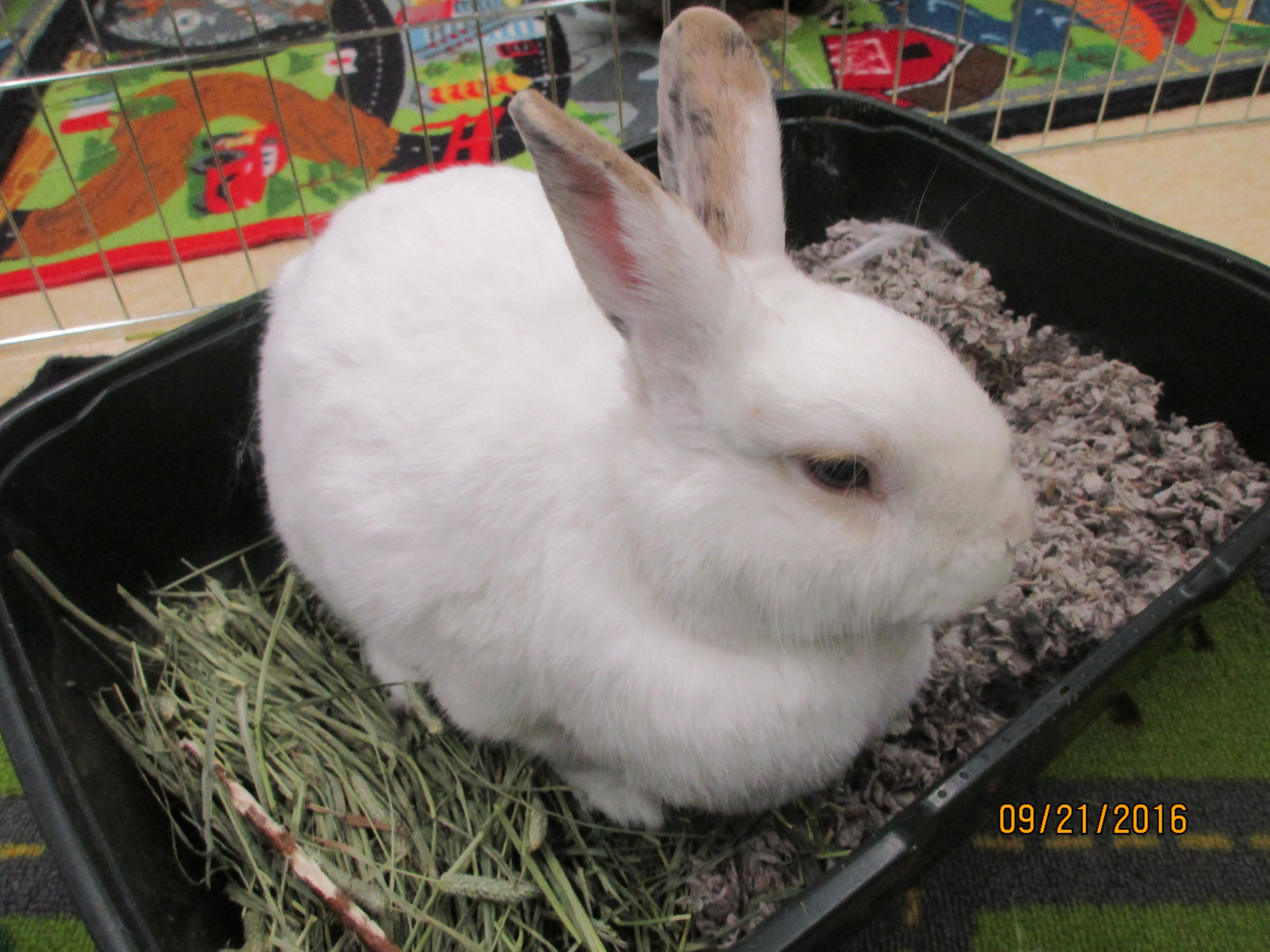 Adoptable bunnies at Rabbit Rescue Shelter