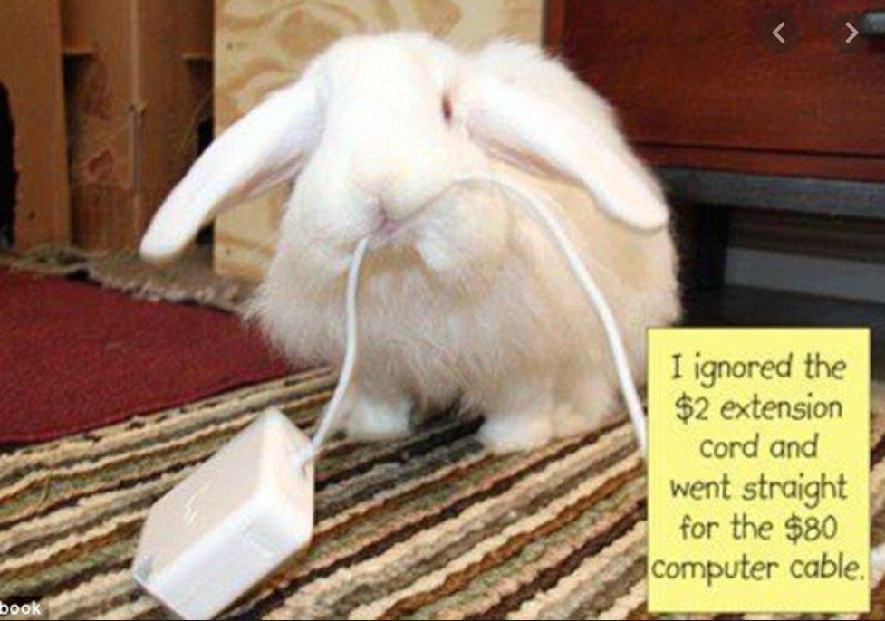 Bunny Proofing Tips and Tricks House Rabbit Resource Network