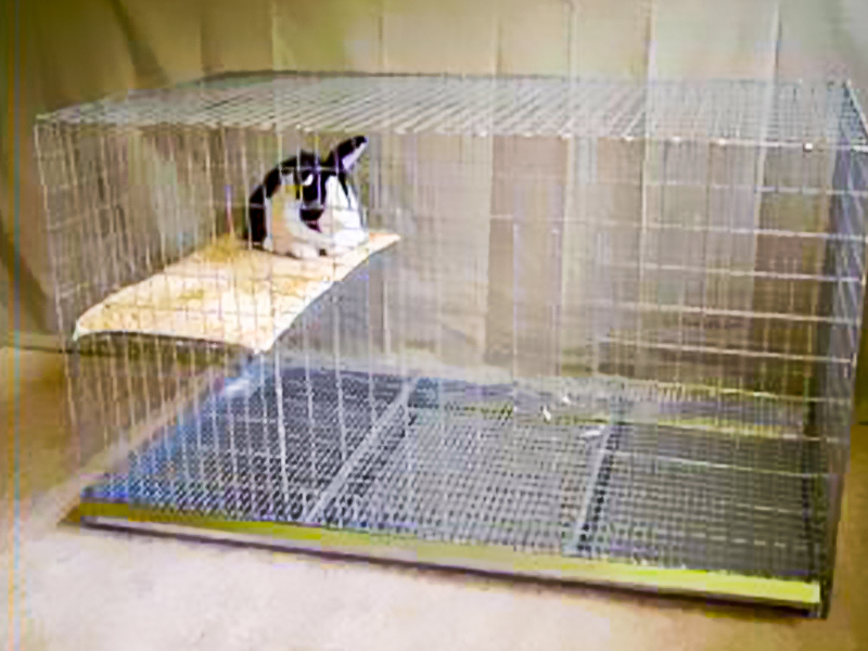 Big Rabbit Cage Indoor USA Sale