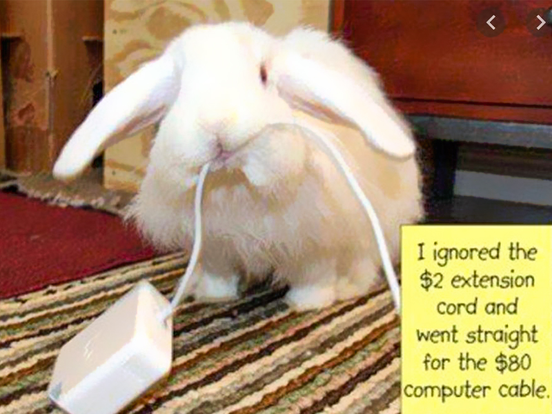 Bunny Proofing Tips and Tricks House Rabbit Resource Network