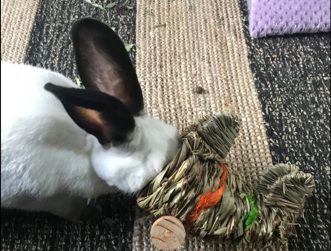 Bunny Proofing Tips and Tricks House Rabbit Resource Network