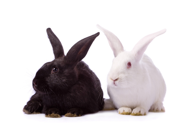 Pet Rabbit Breeds Choosing The Right One For You