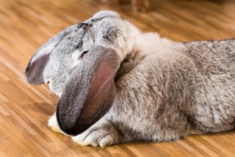 Rabbits for Sale Near Me Rabbits Life