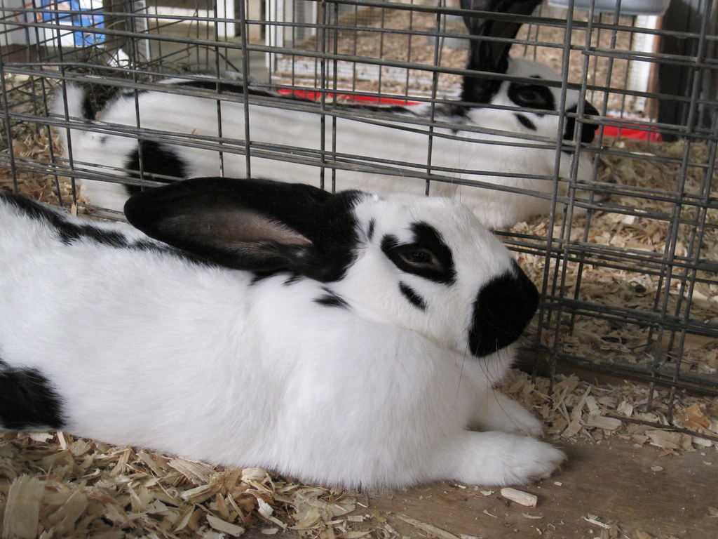 Best Outdoor Rabbit Breeds Rabbits Life