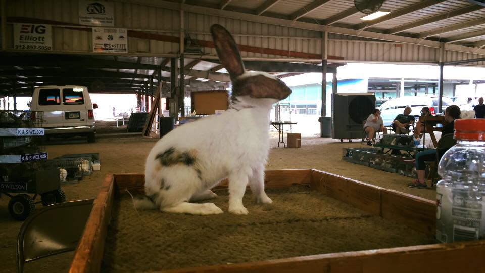 Best Outdoor Rabbit Breeds Rabbits Life